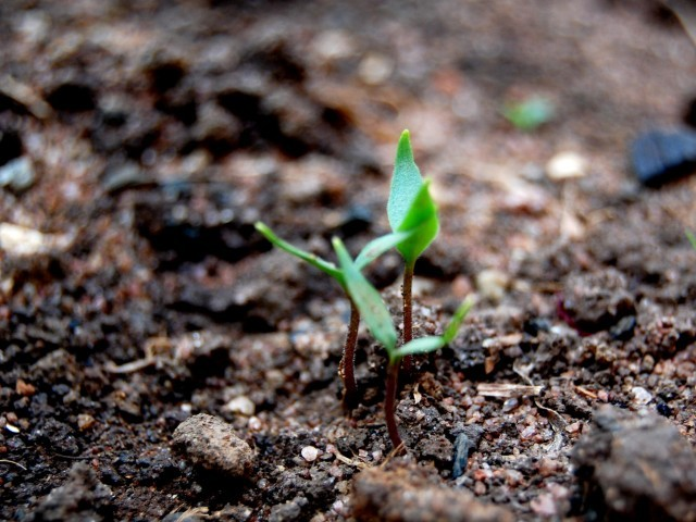 saplings to be planted along national highway and motorways network photo express saplings to be planted along national highway and motorways network photo express