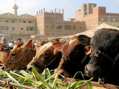 sky high rates worry animal buyers sky high rates worry animal buyers