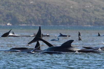 australia attempts to rescue hundreds of stranded pilot whales australia attempts to rescue hundreds of stranded pilot whales