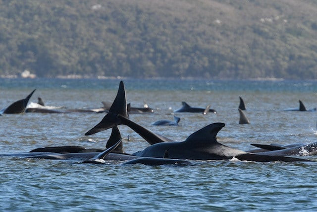 australia attempts to rescue hundreds of stranded pilot whales australia attempts to rescue hundreds of stranded pilot whales