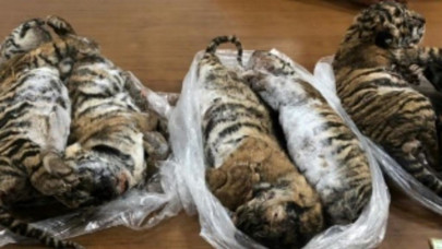 seven dead tiger cubs found in car in vietnam seven dead tiger cubs found in car in vietnam