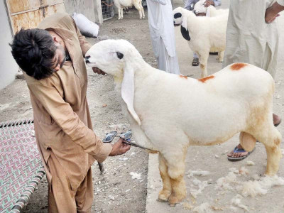 sacrificial animals start trickling in as eidul azha approaches