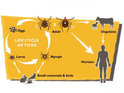 ahead of eid congo virus threat lurks ahead of eid congo virus threat lurks