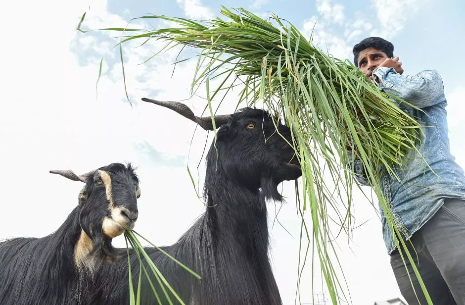 livestock vendor sells goats in srinagar indian held kashmir on august 17 2018 ahead of eidul azha photo afp livestock vendor sells goats in srinagar indian held kashmir on august 17 2018 ahead of eidul azha photo afp