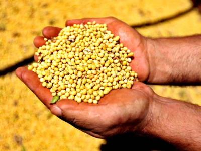 china steps up soybean imports from us