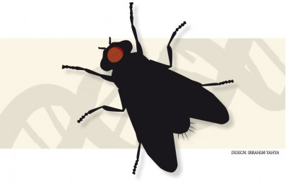 a fly an eye and a human birth defect a fly an eye and a human birth defect