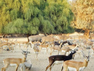 punjab tightens wildlife laws experts alarmed punjab tightens wildlife laws experts alarmed