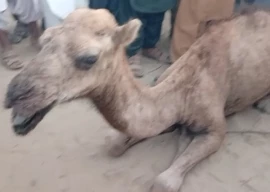 landowners maim camel for straying onto crops landowners maim camel for straying onto crops