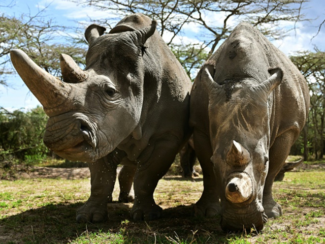 the northern white rhino is in critical danger of extinction with only two females left in the world photo afp