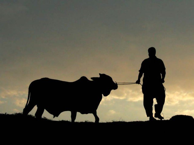 august 12 15 monday to thursday declared as public holiday on accounts of eid and independence day photo app file august 12 15 monday to thursday declared as public holiday on accounts of eid and independence day photo app file