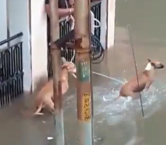 a video of one crocodile emerging from the flood to attack a dog went viral on social media screengrab a video of one crocodile emerging from the flood to attack a dog went viral on social media screengrab
