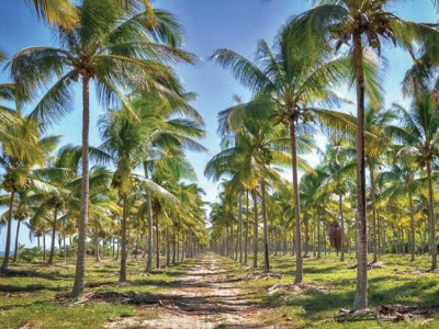 old garden gets second chance at glory old garden gets second chance at glory