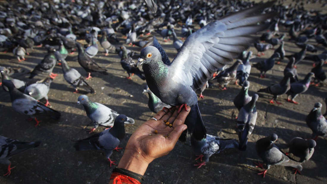 bookies taking bet on pigeon racing in jhelum