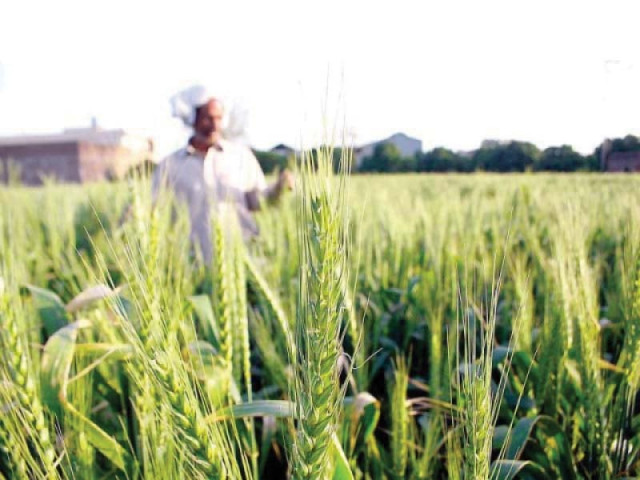it was decided that the public sector including passco would assess the possibility of releasing wheat into the domestic market in order to stabilise prices discourage hoarding and ensure food security in the country photo file it was decided that the public sector including passco would assess the possibility of releasing wheat into the domestic market in order to stabilise prices discourage hoarding and ensure food security in the country photo file