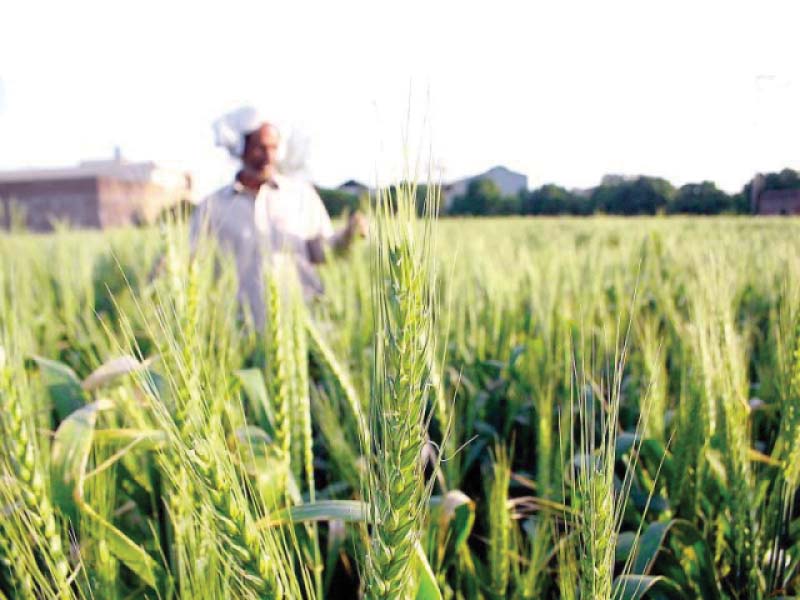 govt plans field survey to ascertain wheat stock