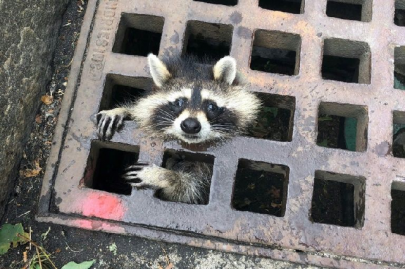 no guardian of the galaxy trapped us raccoon goes viral no guardian of the galaxy trapped us raccoon goes viral