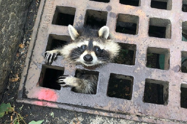 trapped raccoon photo afp