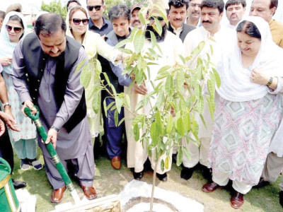 500m trees to be planted in punjab in five years
