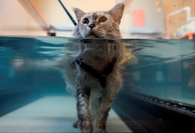 bess suffering from arthritis walks in a hydrotherapy tank at the friendship hospital for animals photo afp