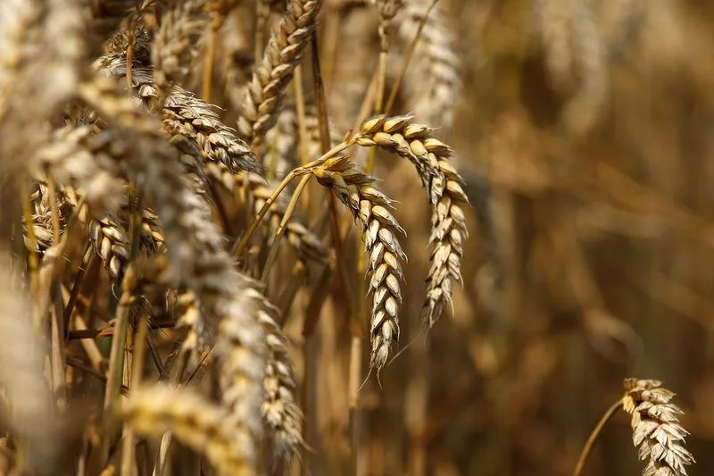 punjab industries secretary was providing unreliable data to back a proposal to keep the support price of wheat at rs1 300 per maund 40kg as he was unable to support his claim that the prices of roti and nan would rise by rs1 and rs2 if the rates were raised photo reuters punjab industries secretary was providing unreliable data to back a proposal to keep the support price of wheat at rs1 300 per maund 40kg as he was unable to support his claim that the prices of roti and nan would rise by rs1 and rs2 if the rates were raised photo reuters