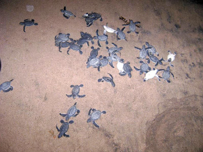 population of marine turtles declining