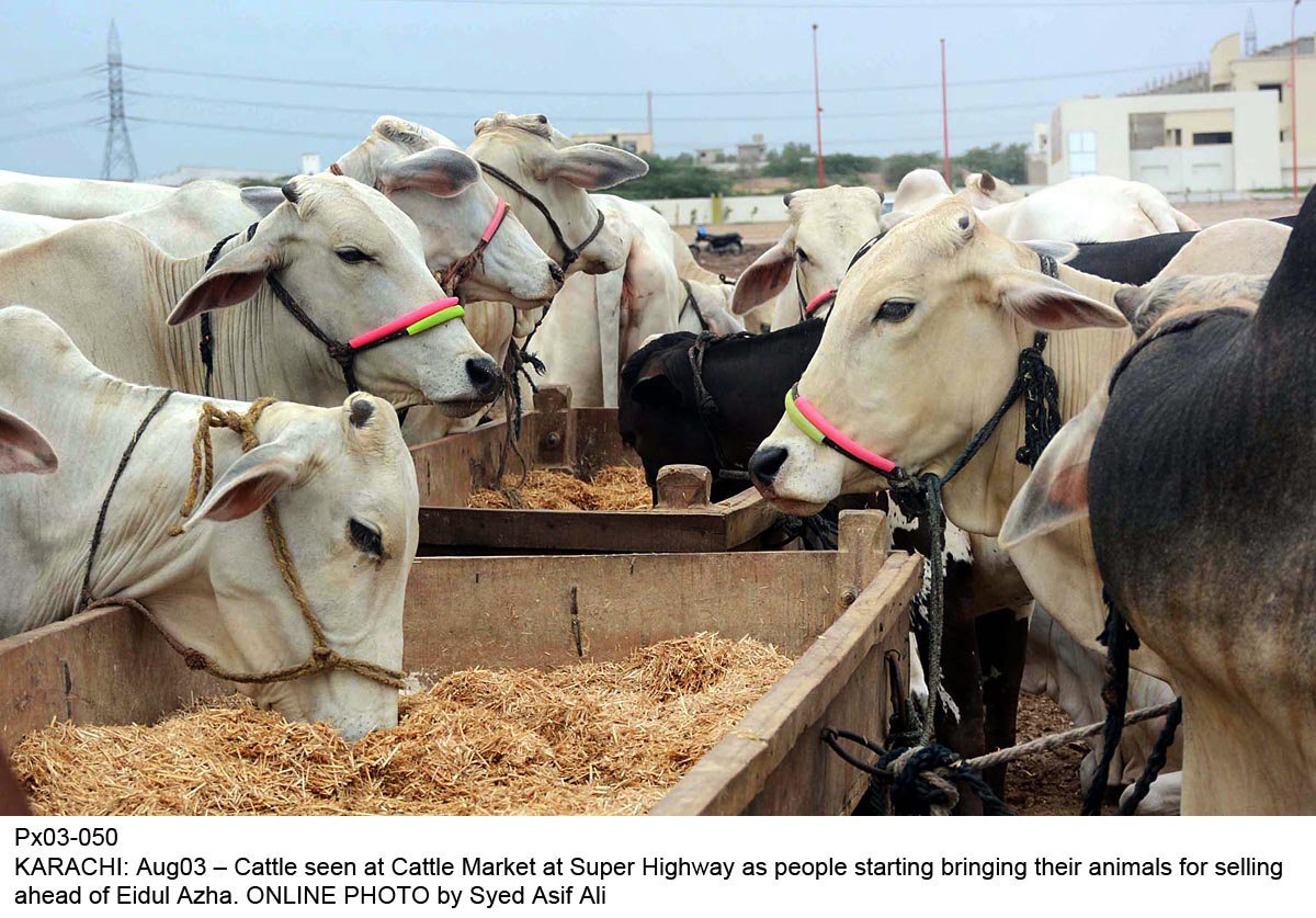 high steaks cows go from roofs to plates in pakistan for eid