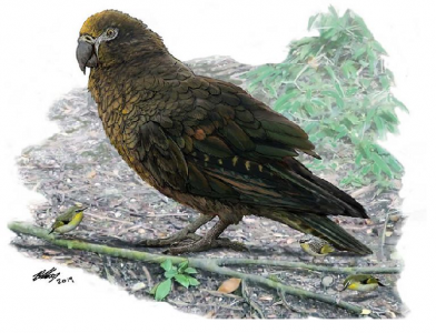 evidence of herculean parrot found in new zealand