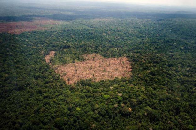 forests to fortune journey into carbon credit prosperity forests to fortune journey into carbon credit prosperity