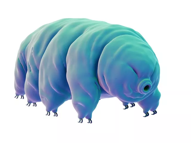 tardigrades as the water bears are more prosaically known have long fascinated scientists with their veritable superpowers of survival photo afp tardigrades as the water bears are more prosaically known have long fascinated scientists with their veritable superpowers of survival photo afp