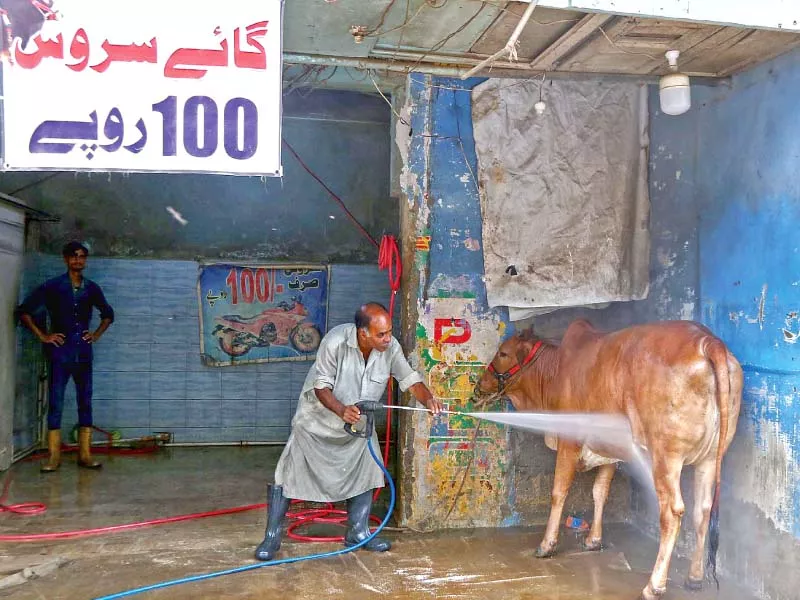 a number of residents brought their sacrificial animals cows bulls goats and sheep to the car service station to have them washed with pressure spray guns photo file a number of residents brought their sacrificial animals cows bulls goats and sheep to the car service station to have them washed with pressure spray guns photo file