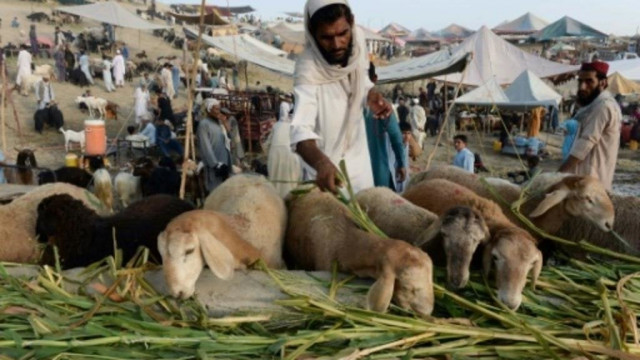 photo afp photo afp