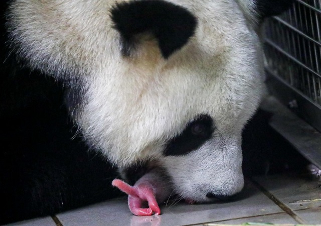 a panda carrying one of its two cubs in its mouth shortly after their birth in brugelette photo afp
