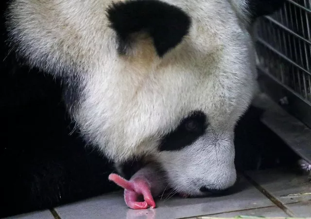 a panda carrying one of its two cubs in its mouth shortly after their birth in brugelette photo afp a panda carrying one of its two cubs in its mouth shortly after their birth in brugelette photo afp