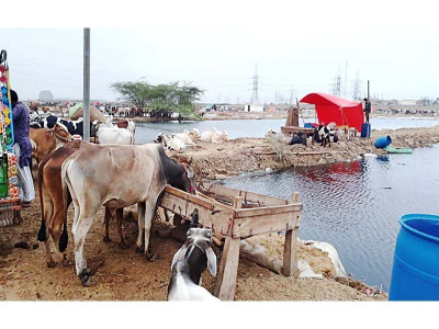not prepared traders decry lack of facilities at asia s largest cattle market not prepared traders decry lack of facilities at asia s largest cattle market