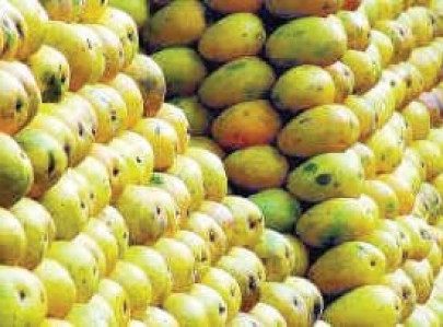 european supermarkets first sindhri consignment dispatched european supermarkets first sindhri consignment dispatched