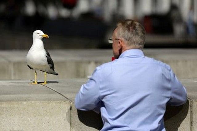 watch staring at seagulls can stop them stealing food