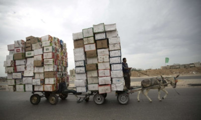 you can t care about animal rights on an empty stomach