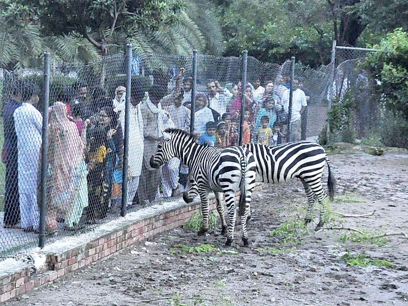 people enjoy rides and visit parks on day two of eidul azha photos express agencies