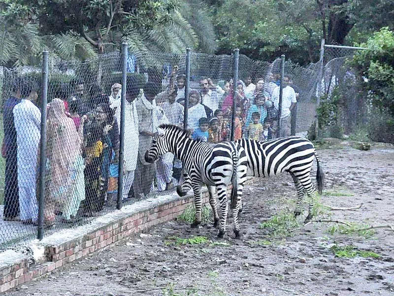 people enjoy rides and visit parks on day two of eidul azha photos express agencies people enjoy rides and visit parks on day two of eidul azha photos express agencies