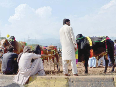 cattle market crashes on eid eve