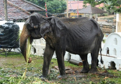 elderly skeletal elephant spared sri lanka parade elderly skeletal elephant spared sri lanka parade