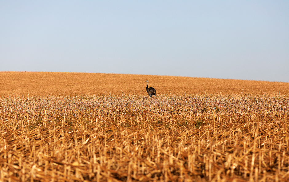 representational image of a corn field photo reuters