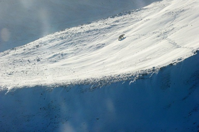 in this file photo taken on september 25 2015 a polar bear is seen on griffith island in the canadian high arctic photo afp