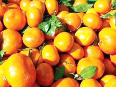 kinnow growers reject new purchase price