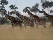 12 south african giraffes clear quarantine in lahore 12 south african giraffes clear quarantine in lahore