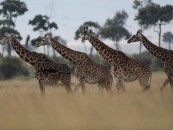 12 south african giraffes clear quarantine in lahore 12 south african giraffes clear quarantine in lahore