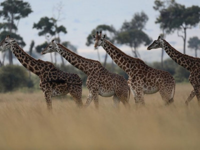 gentle giraffes threatened with silent extinction gentle giraffes threatened with silent extinction