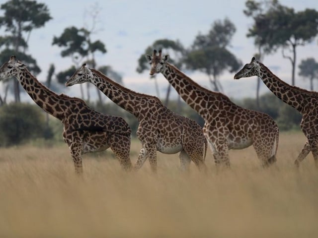 giraffes seen in masai mara national reserve kenya august 3 2019 photo reuters