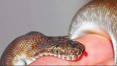 fatalities from snakebites on the rise