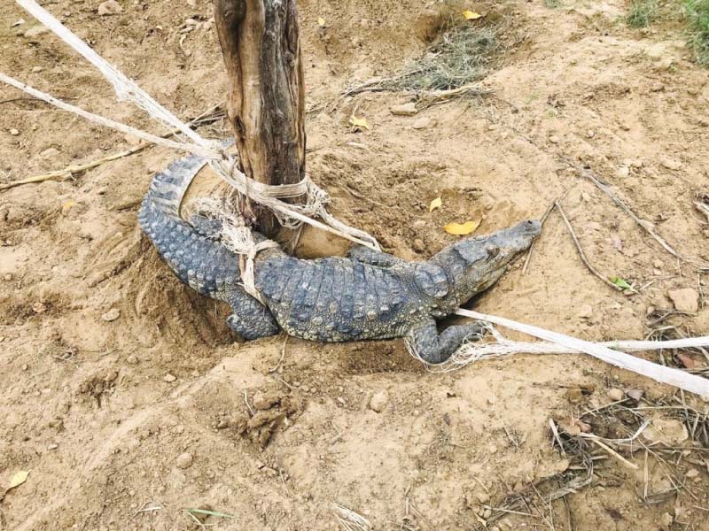 seven crocodiles escaped from a farmhouse after its boundary wall collapsed wildlife officials managed to capture five crocodiles immediately and the remaining two some time later photo express